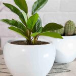 White Metal Indoor and Outdoor Desk Pot
