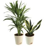 Areca Sansevieria Plant Bundle
