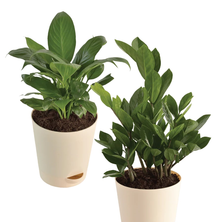 ZZ Peace Lily Bundle