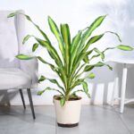 Draceana Dara Singh – XL