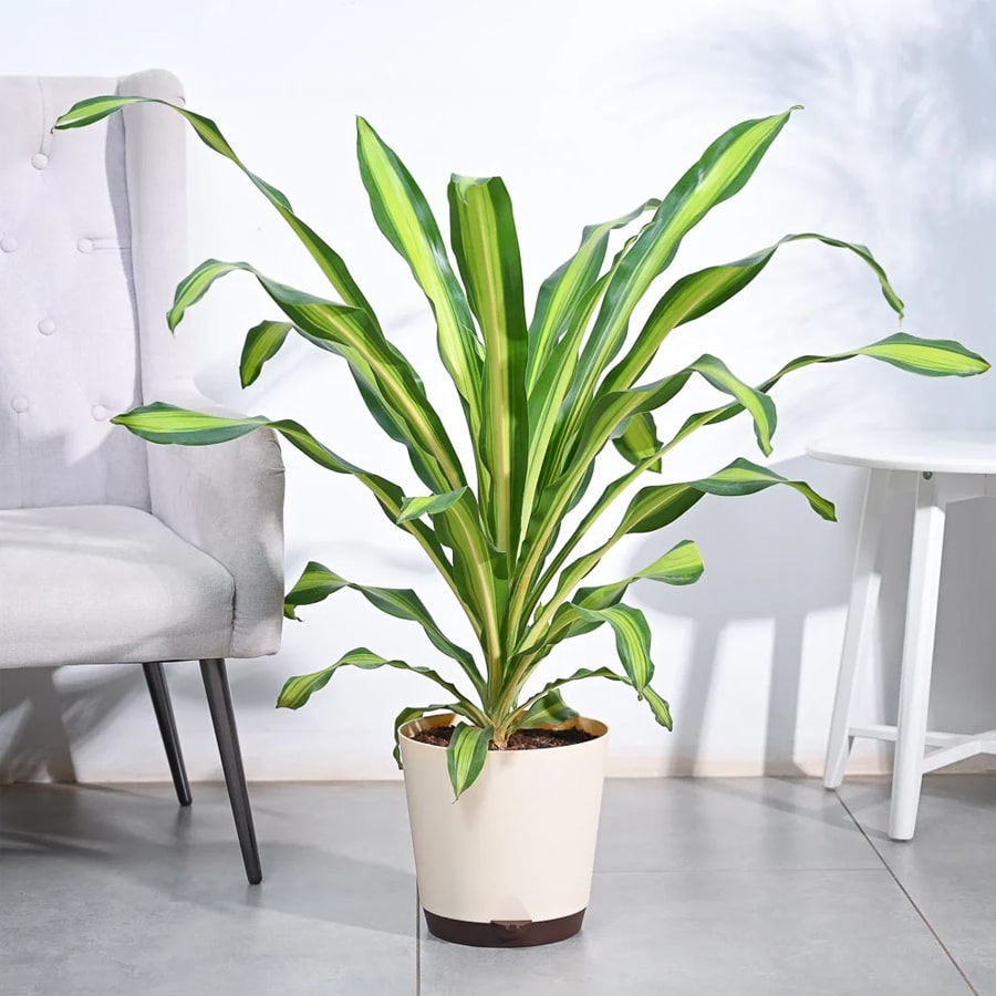 Draceana Dara Singh – XL