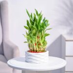 Lucky Bamboo Plant – 3 Layer