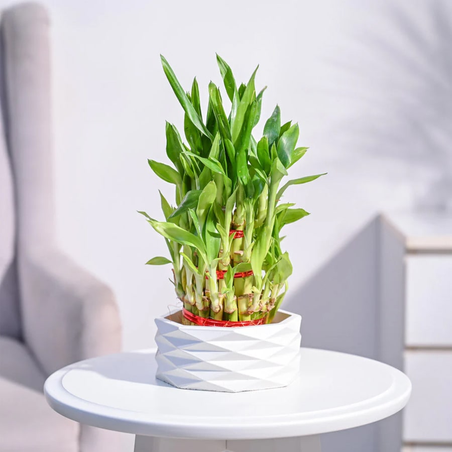Lucky Bamboo Plant – 3 Layer