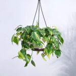 Philodendron Brasil Hanging Pot