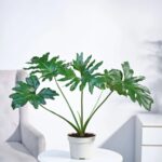 Philodendron Selloum Green