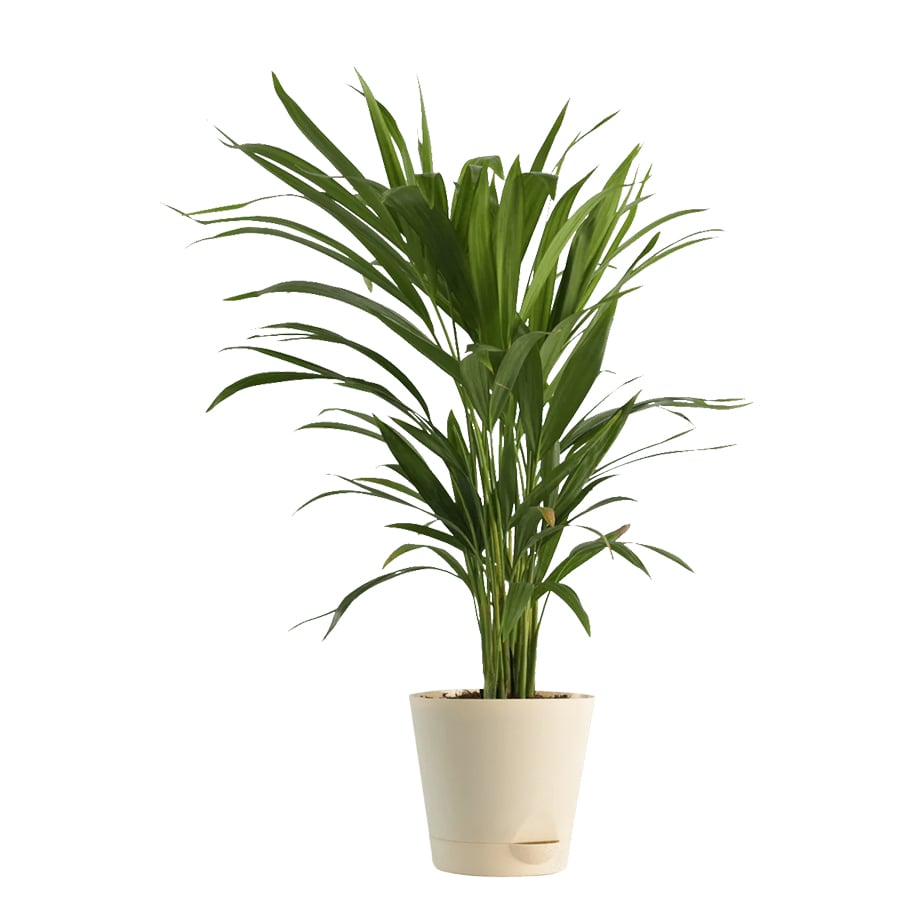 Areca Sansevieria Plant Bundle