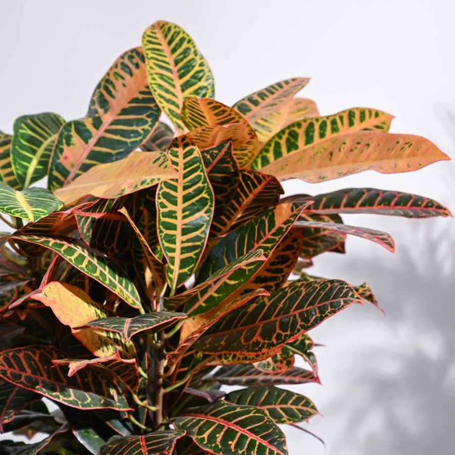 Croton Petra XL