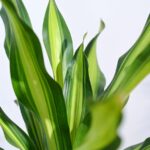 Draceana Dara Singh – XL