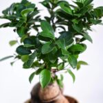 Ficus Bonsai Plant