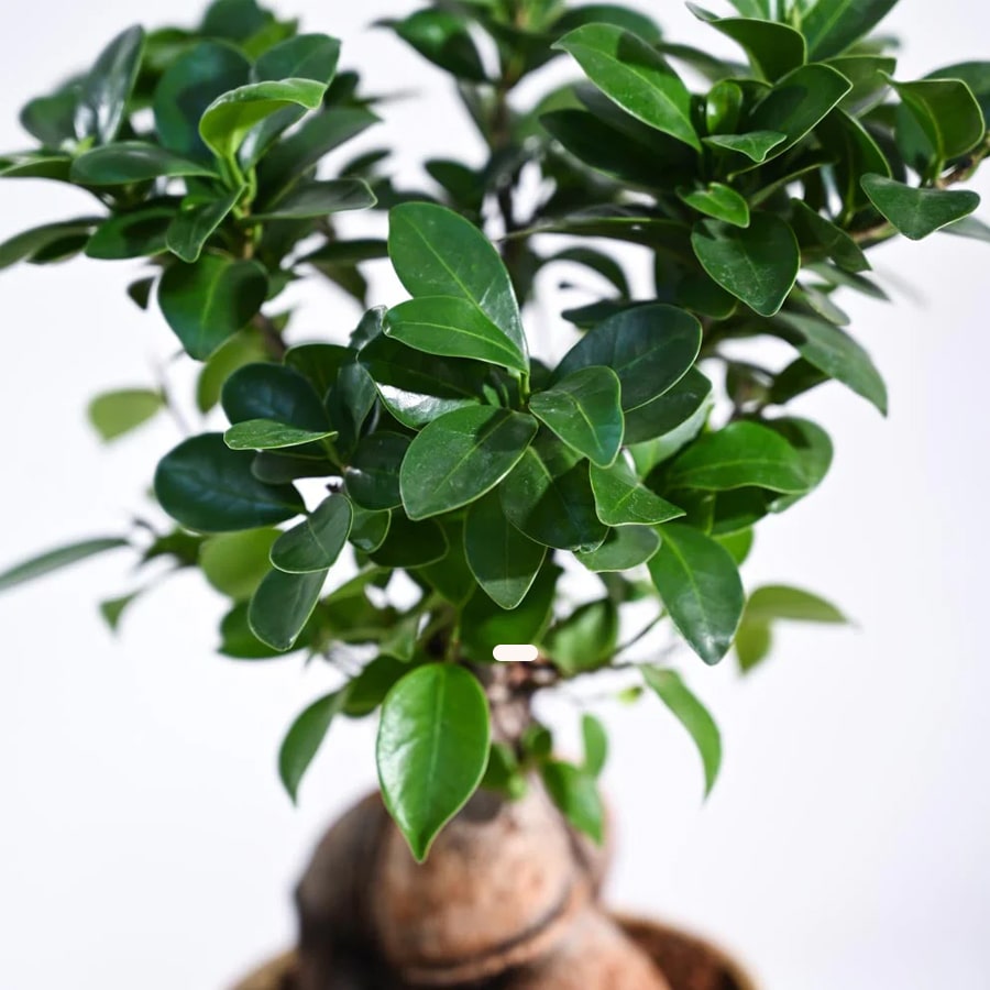 Ficus Bonsai Plant