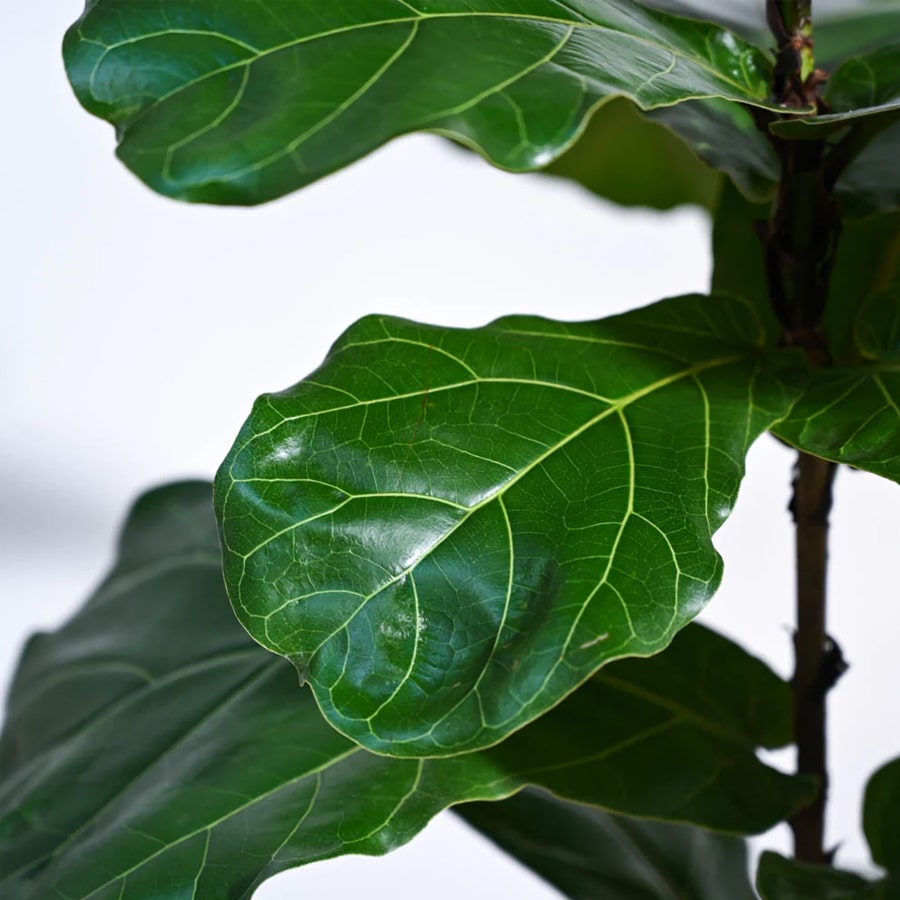 Fiddle Leaf Fig Plant