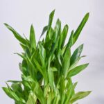 Lucky Bamboo Plant – 3 Layer