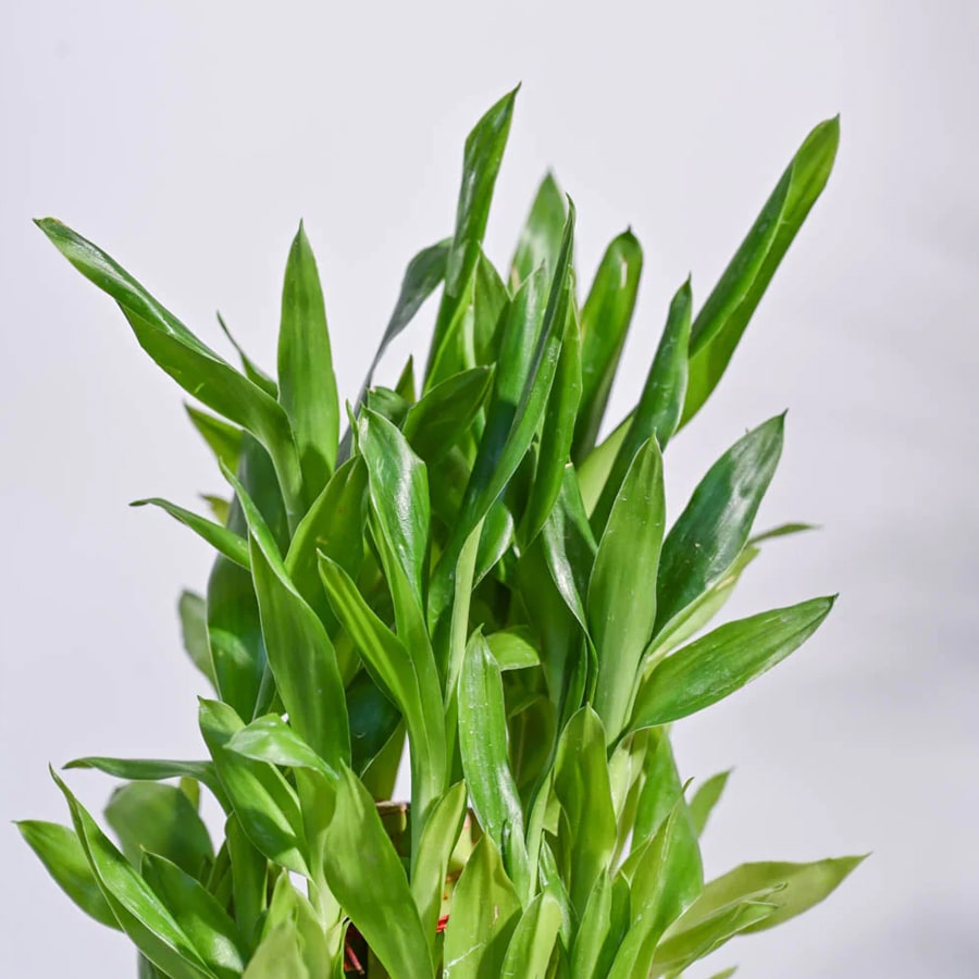 Lucky Bamboo Plant – 3 Layer