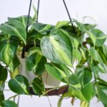 Philodendron Brasil Hanging Pot