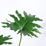 Philodendron Selloum Green