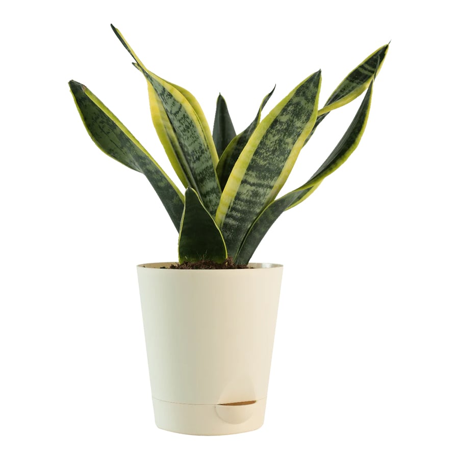 Areca Sansevieria Plant Bundle