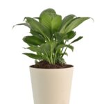 ZZ Peace Lily Bundle