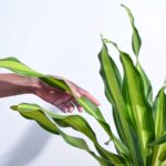 Draceana Dara Singh – XL