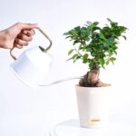 Ficus Bonsai Plant