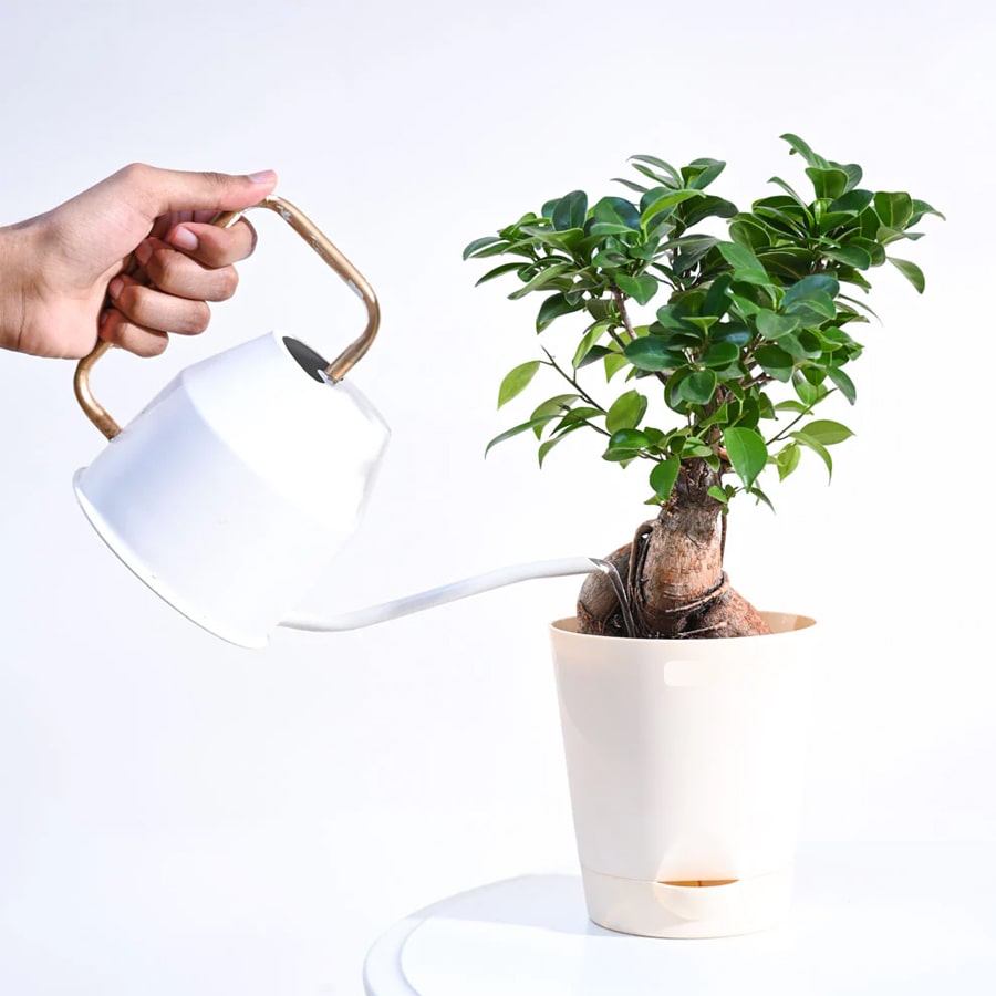 Ficus Bonsai Plant