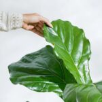 Fiddle Leaf Fig Plant