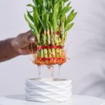 Lucky Bamboo Plant – 3 Layer