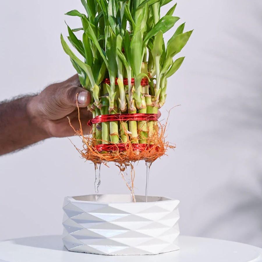 Lucky Bamboo Plant – 3 Layer