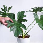 Philodendron Selloum Green