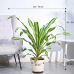 Draceana Dara Singh – XL