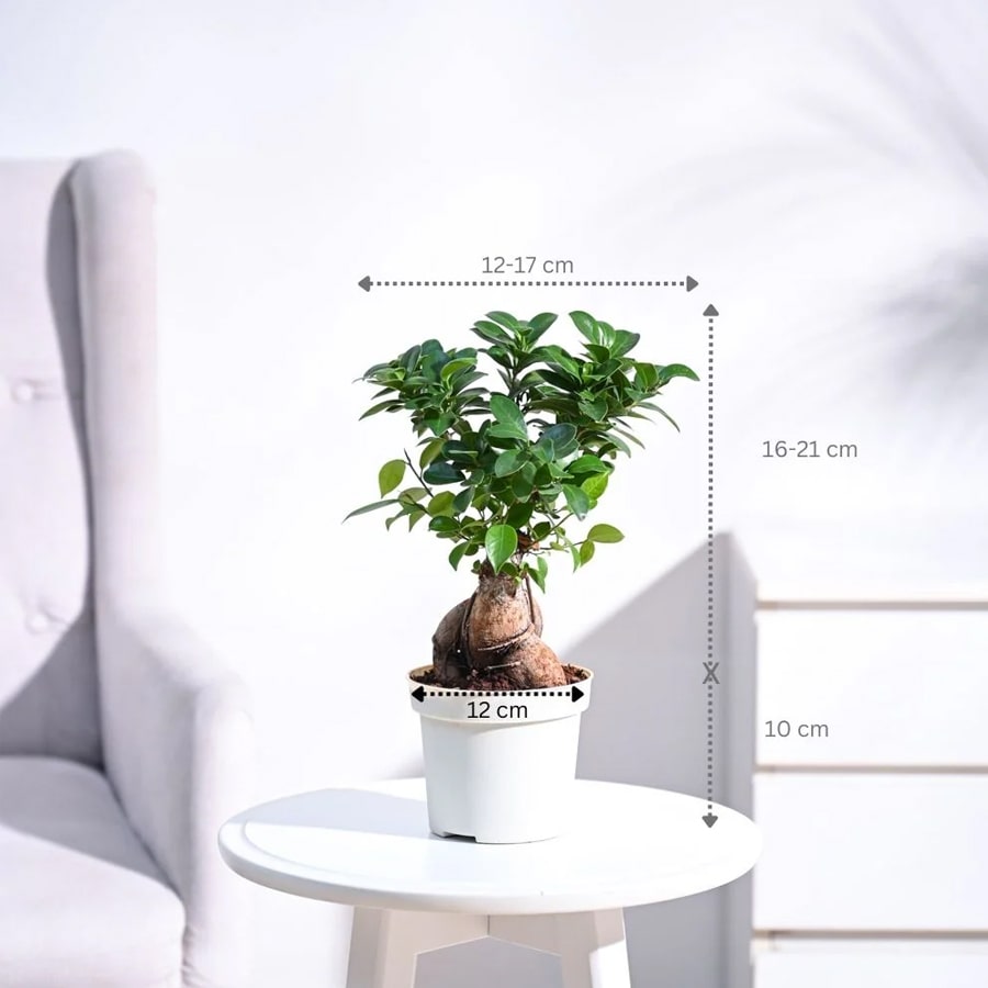Ficus Bonsai Plant