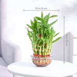 Lucky Bamboo Plant – 3 Layer