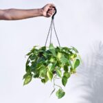 Philodendron Brasil Hanging Pot