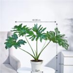 Philodendron Selloum Green