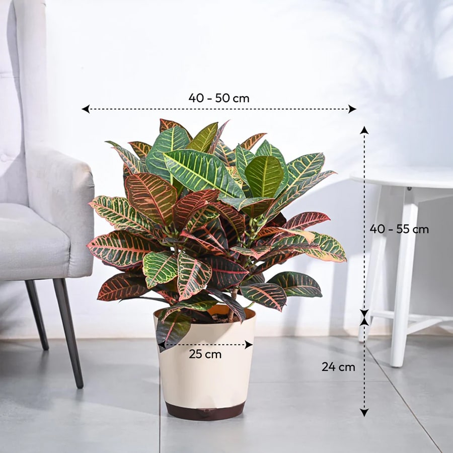 Croton Petra XL